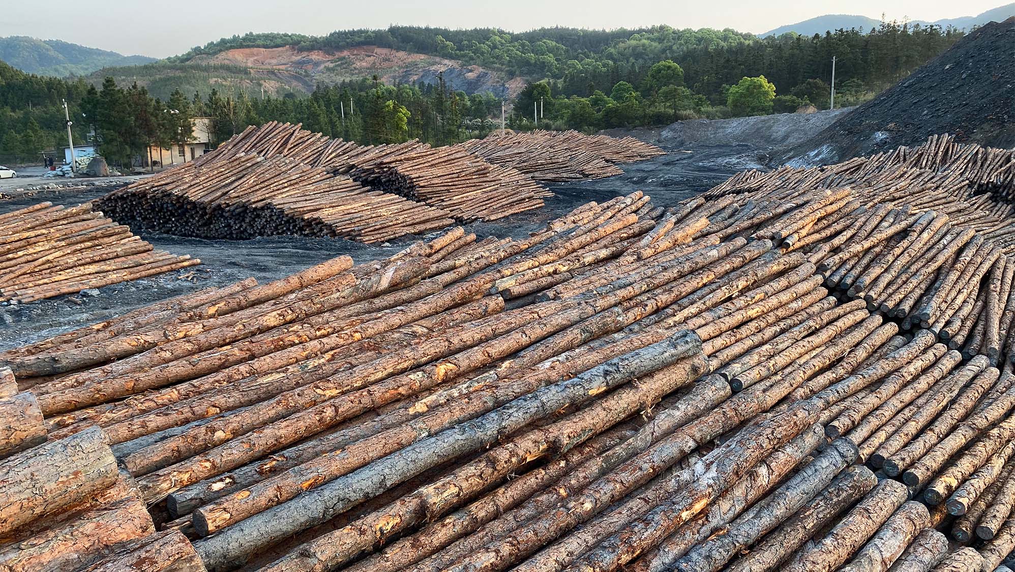 大量綠化桿杉木支撐條 打樁工程建造河道駁岸原木各式規(guī)格