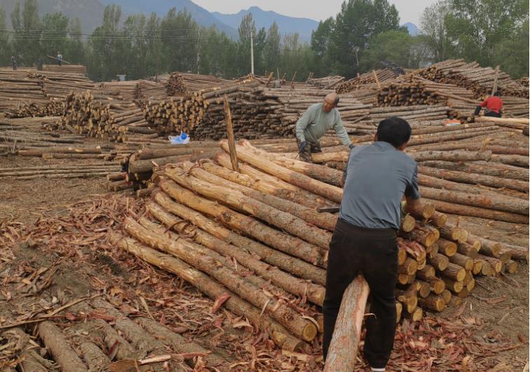 哪里有松木樁金華丨金華地區(qū)建筑工程避不開的木質(zhì)建材